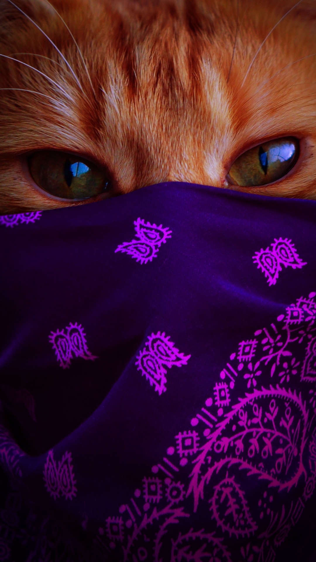 Chat Dans Une Écharpe 2021-01, Moustache, Tête, Chat, Purple. Wallpaper in 1080x1920 Resolution