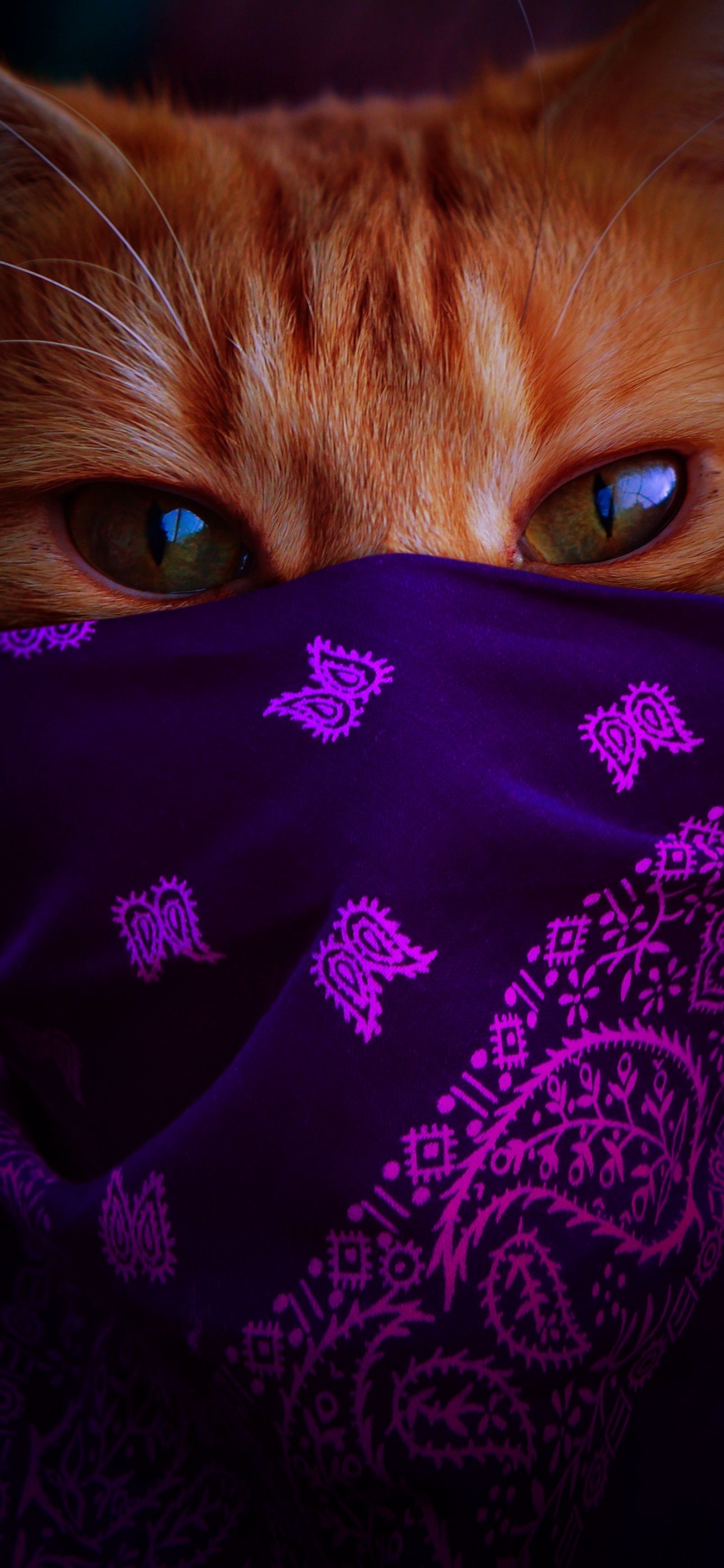 Chat Dans Une Écharpe 2021-01, Moustache, Tête, Chat, Purple. Wallpaper in 1242x2688 Resolution