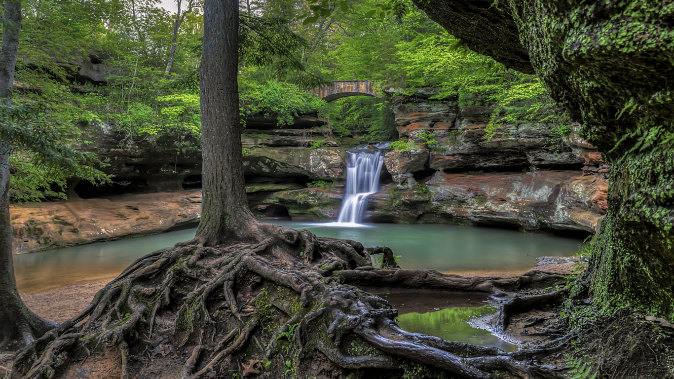 Tronco de Árbol Marrón Cerca Del Río. Wallpaper in 1366x768 Resolution