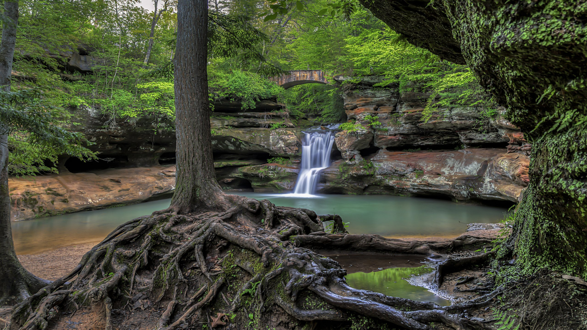 Tronco de Árbol Marrón Cerca Del Río. Wallpaper in 1920x1080 Resolution