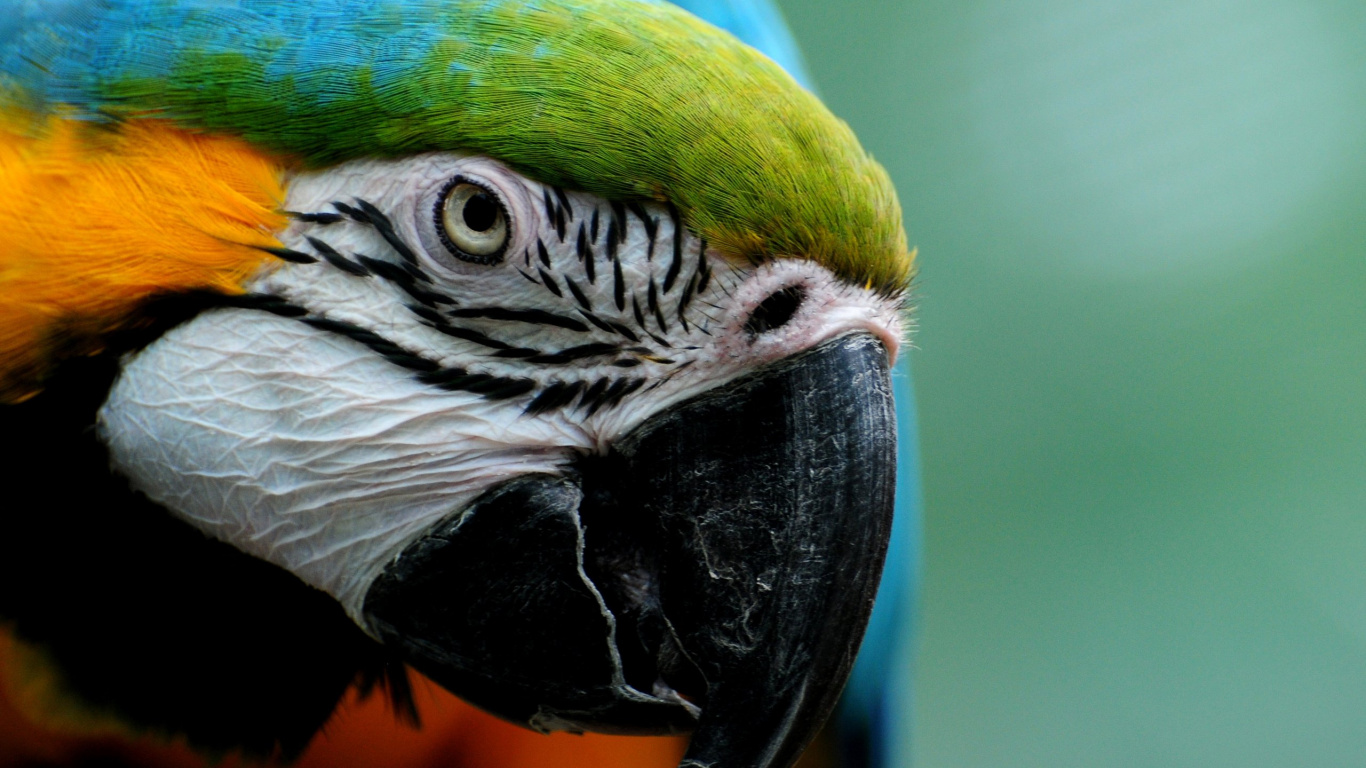 Green Yellow and Blue Parrot. Wallpaper in 1366x768 Resolution