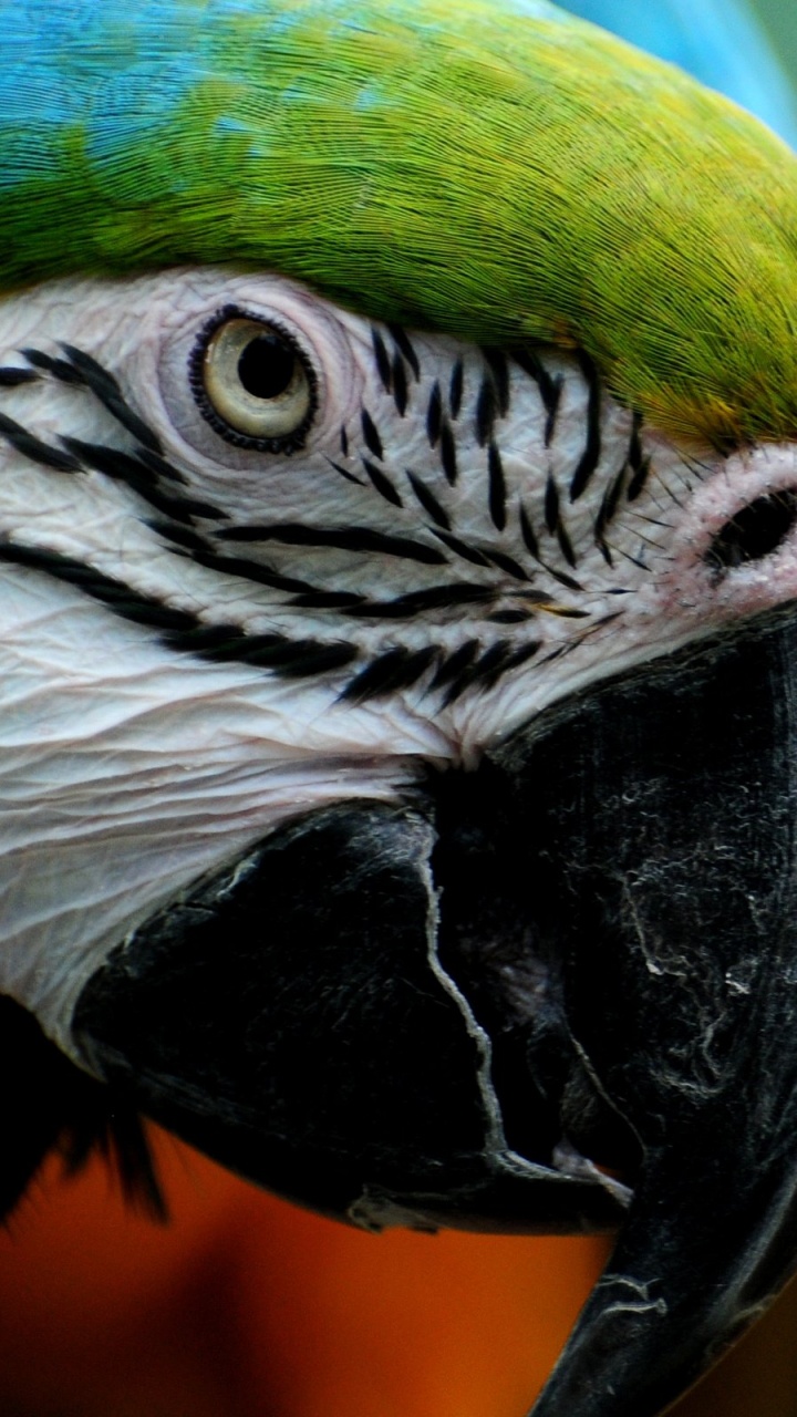 Green Yellow and Blue Parrot. Wallpaper in 720x1280 Resolution