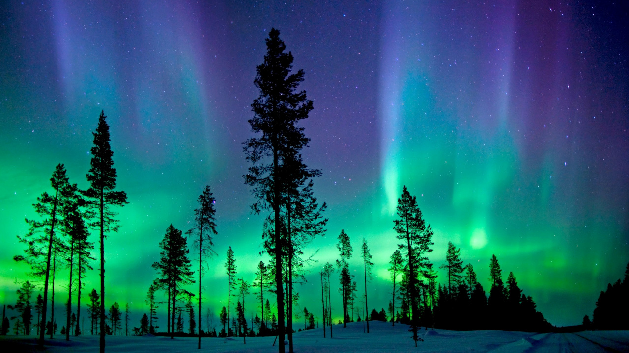 Silhouette of Trees During Night Time. Wallpaper in 1280x720 Resolution