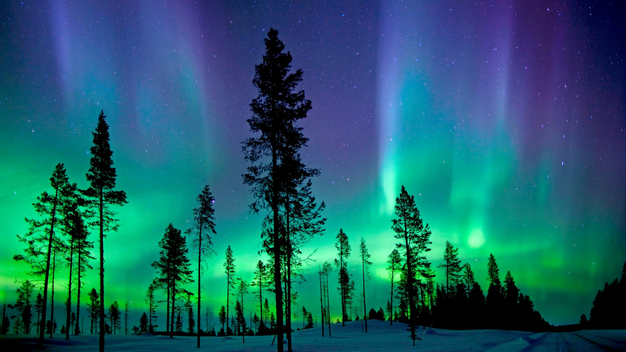 Silhouette of Trees During Night Time. Wallpaper in 2560x1440 Resolution