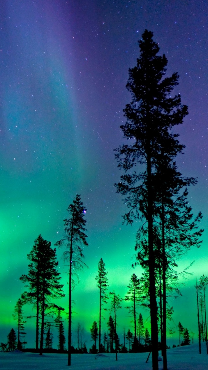 Silhouette Von Bäumen Während Der Nacht. Wallpaper in 720x1280 Resolution