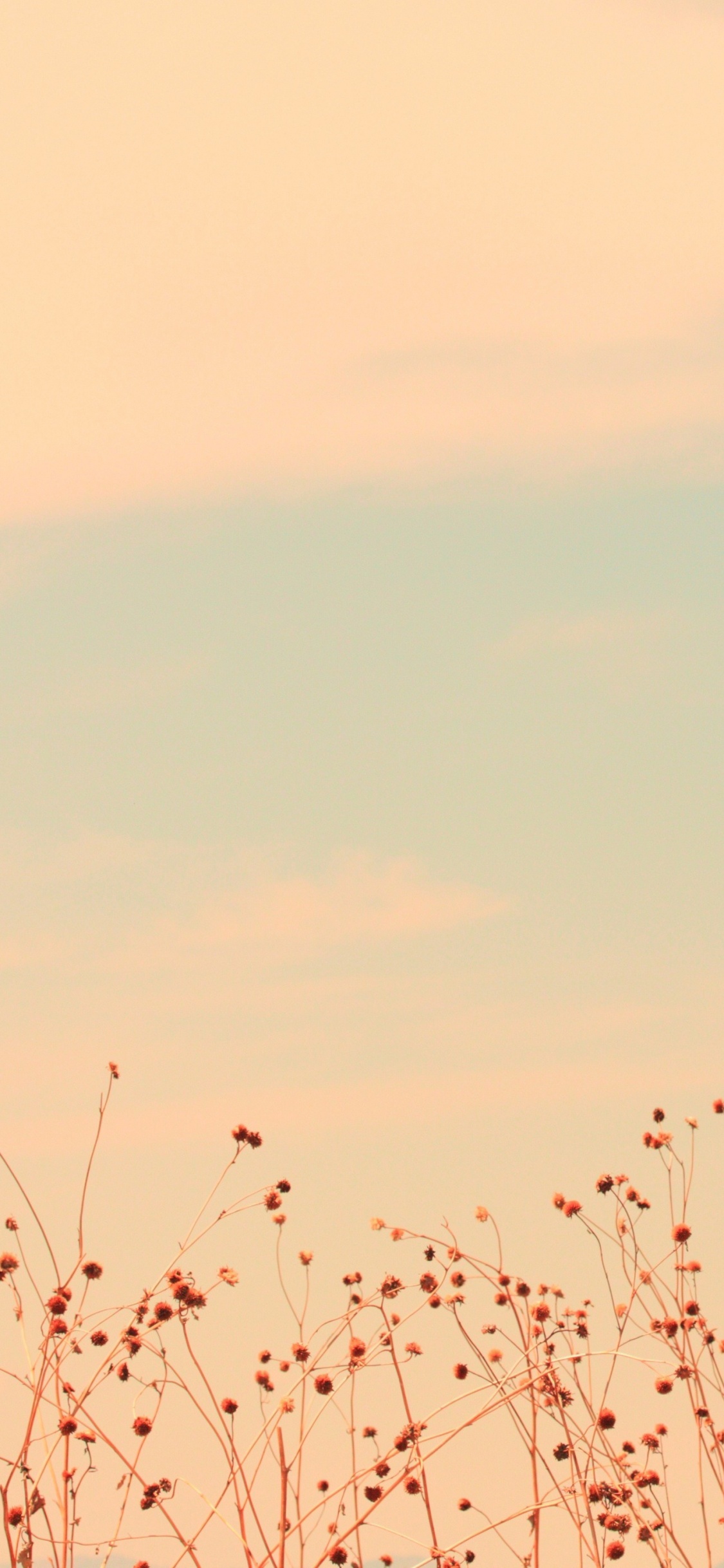 Red, Pink, Flock, Atmosphere, Plant. Wallpaper in 1125x2436 Resolution