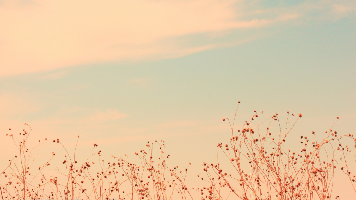 Red, Pink, Flock, Atmosphere, Plant. Wallpaper in 1366x768 Resolution