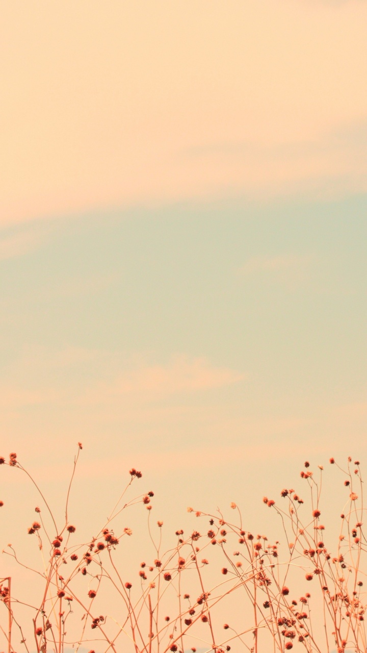 Red, Pink, Troupeau, Atmosphère, Oiseau. Wallpaper in 720x1280 Resolution