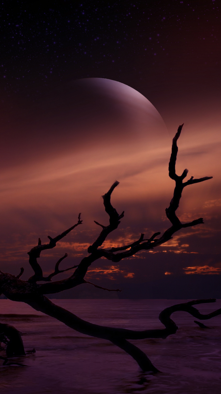 Silhouette of Tree Branch During Night Time. Wallpaper in 750x1334 Resolution