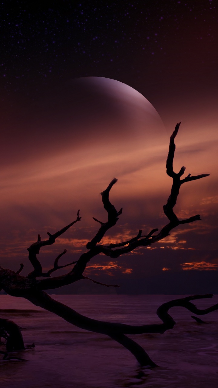 Silueta de la Rama de un Árbol Durante la Noche. Wallpaper in 720x1280 Resolution