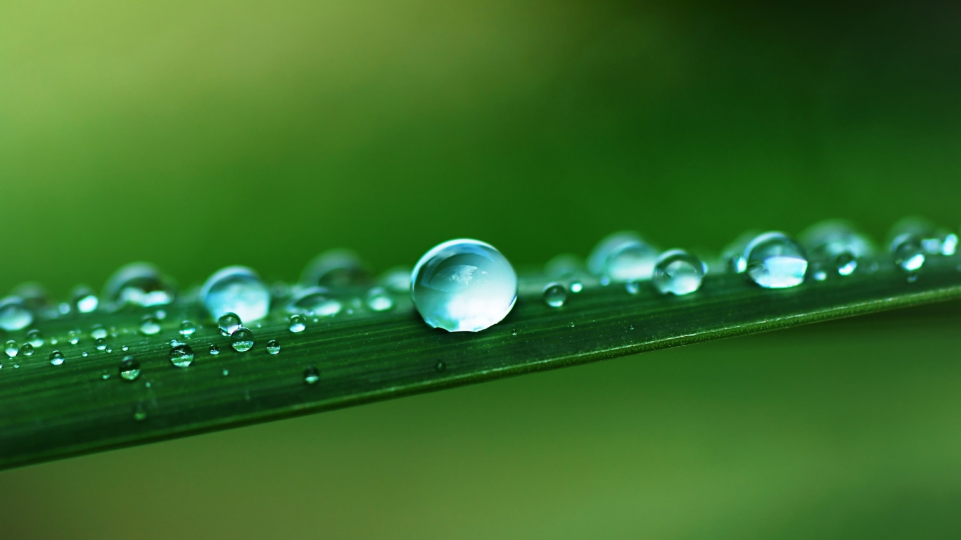 Gotas de Agua en la Hoja Verde. Wallpaper in 1366x768 Resolution
