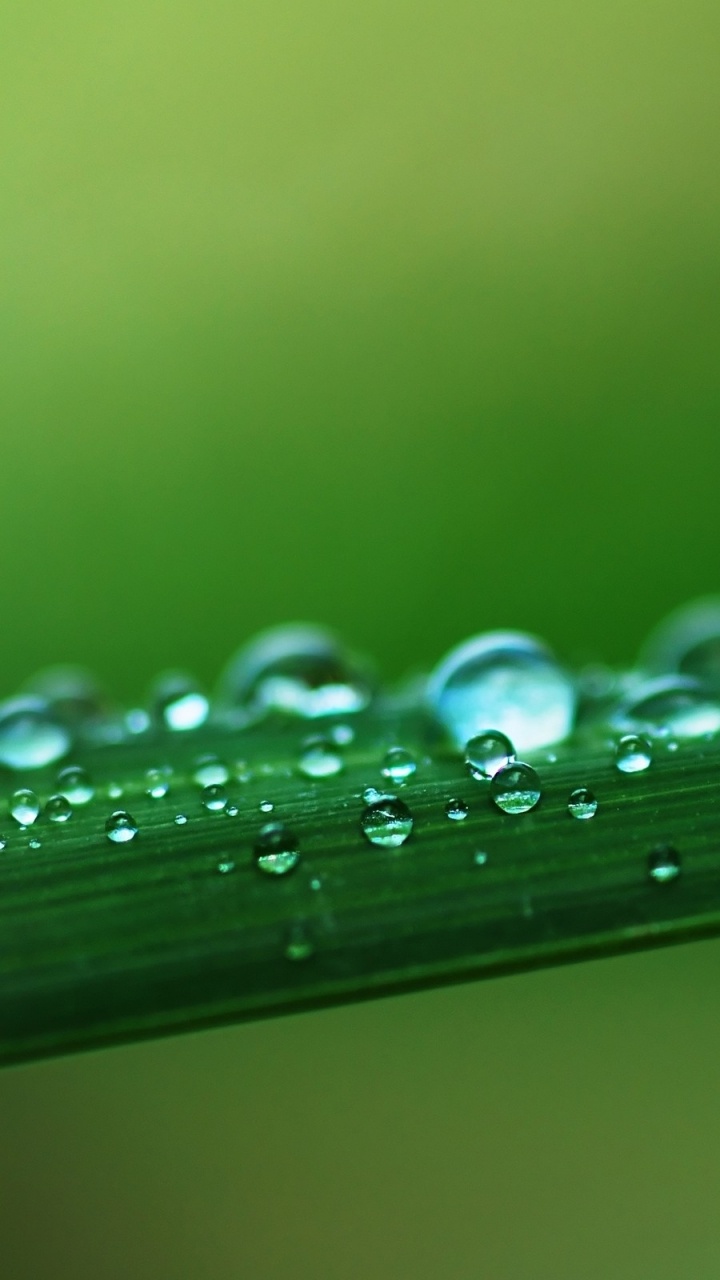 Water Droplets on Green Leaf. Wallpaper in 720x1280 Resolution