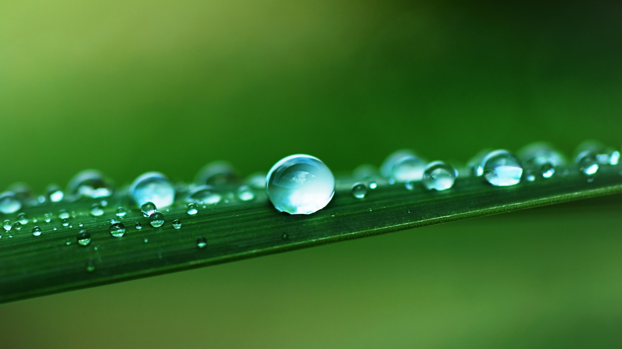 Gouttelettes D'eau Sur Feuille Verte. Wallpaper in 1280x720 Resolution