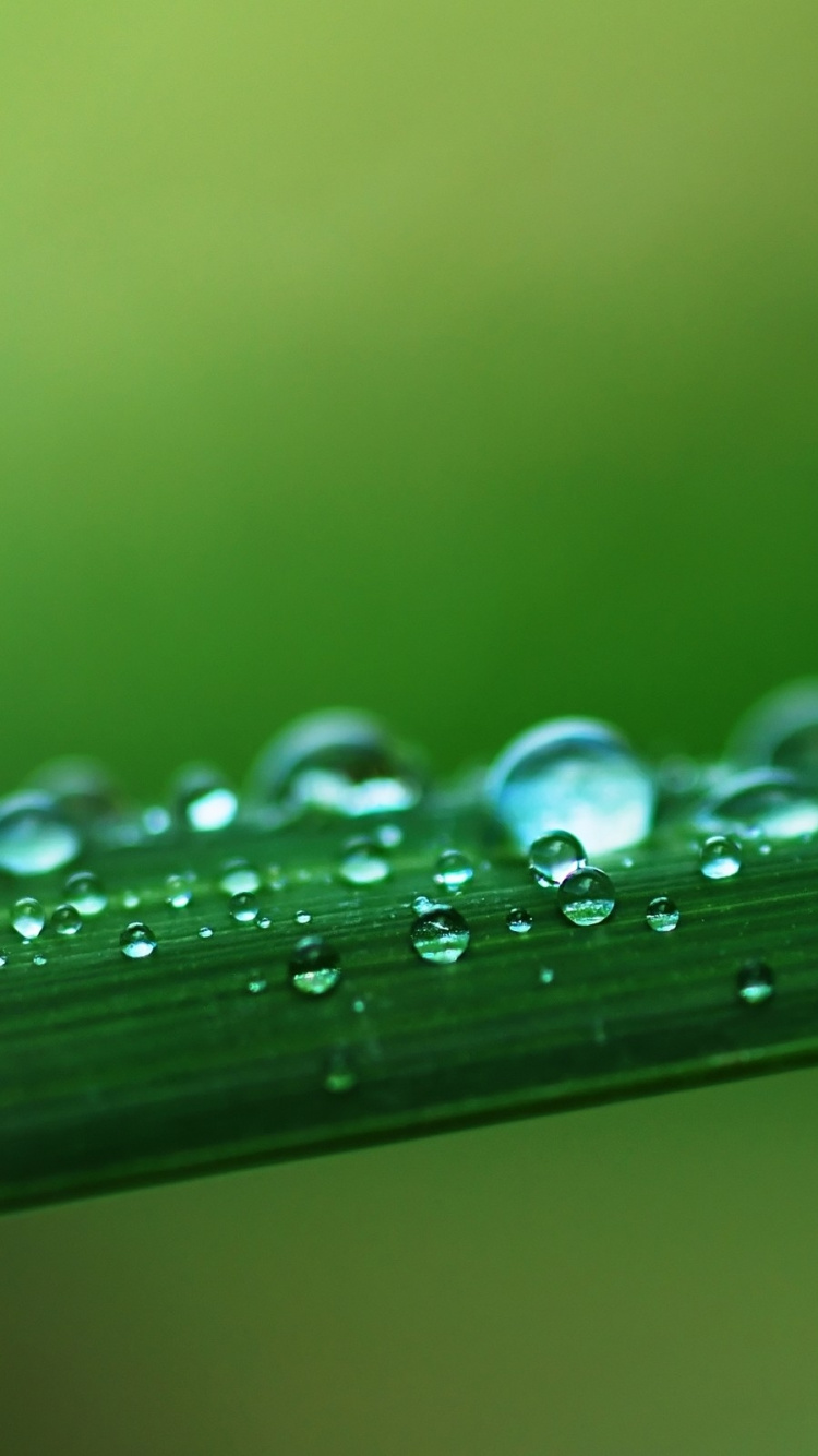 Gouttelettes D'eau Sur Feuille Verte. Wallpaper in 750x1334 Resolution
