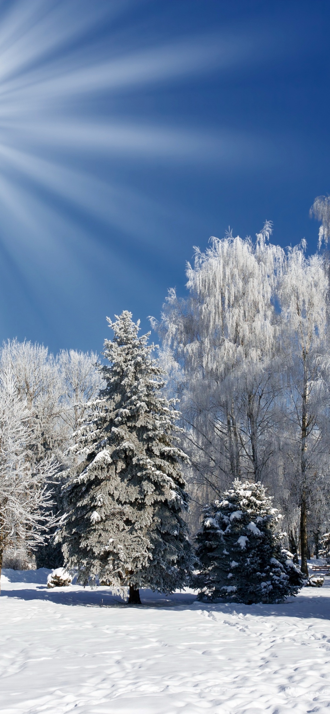 Árboles Cubiertos de Nieve Bajo un Cielo Azul Durante el Día. Wallpaper in 1125x2436 Resolution