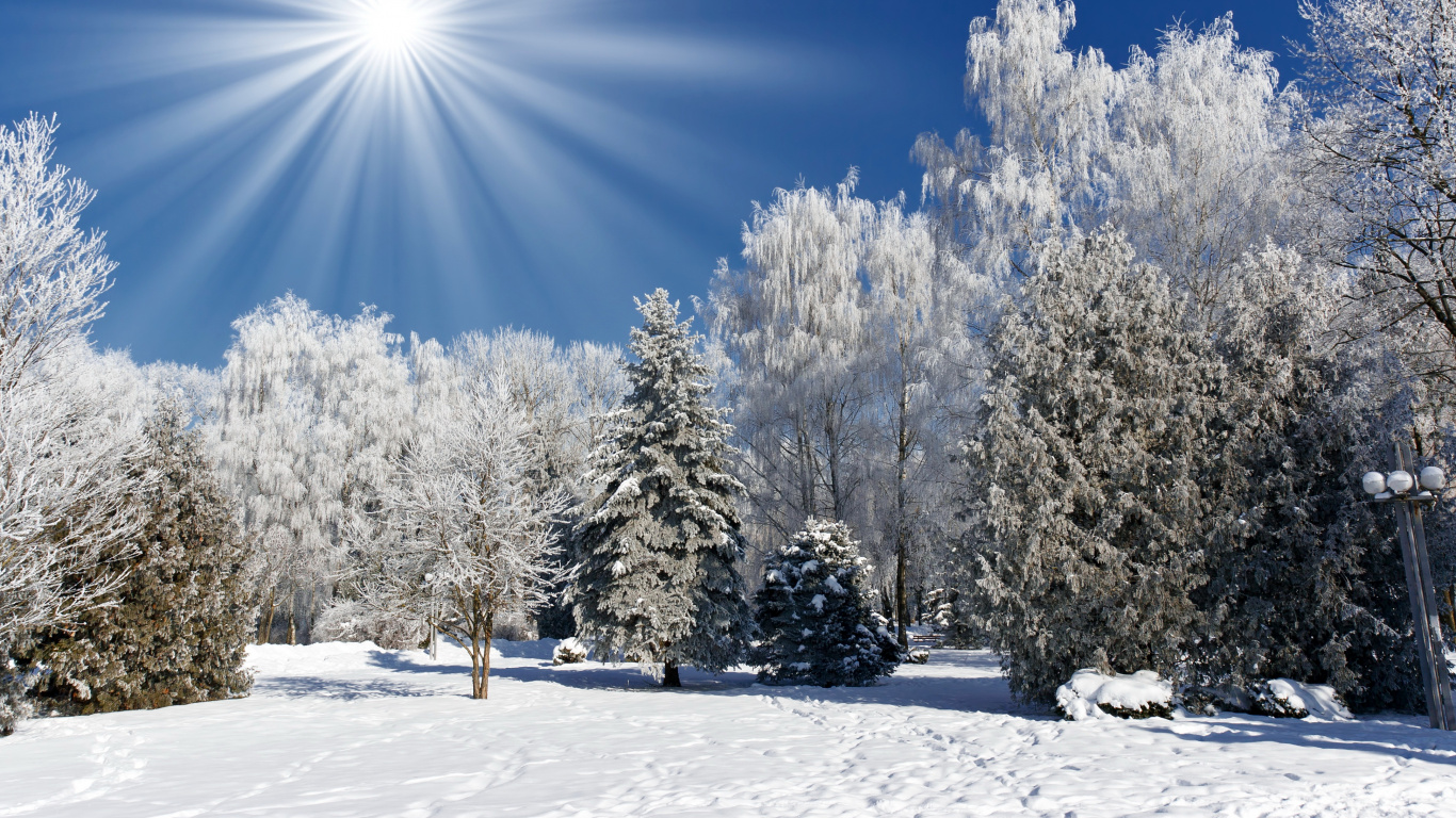 Arbres Couverts de Neige Sous Ciel Bleu Pendant la Journée. Wallpaper in 1366x768 Resolution