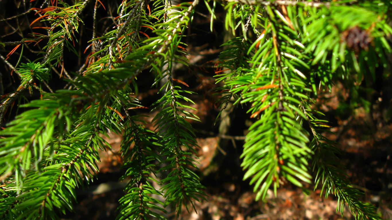 Green Pine Tree Leaves in Close up Photography. Wallpaper in 1366x768 Resolution