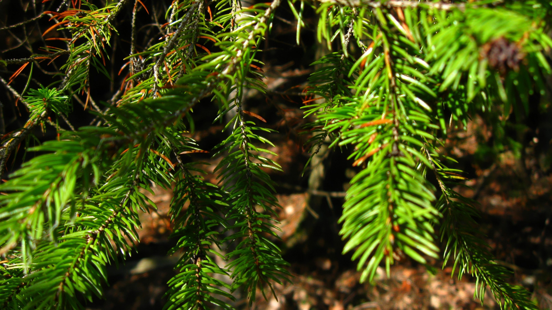 Green Pine Tree Leaves in Close up Photography. Wallpaper in 1920x1080 Resolution