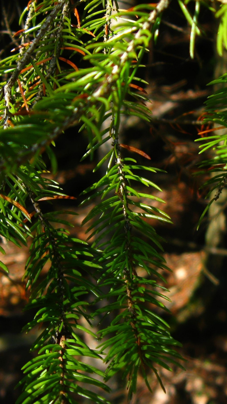 Green Pine Tree Leaves in Close up Photography. Wallpaper in 750x1334 Resolution