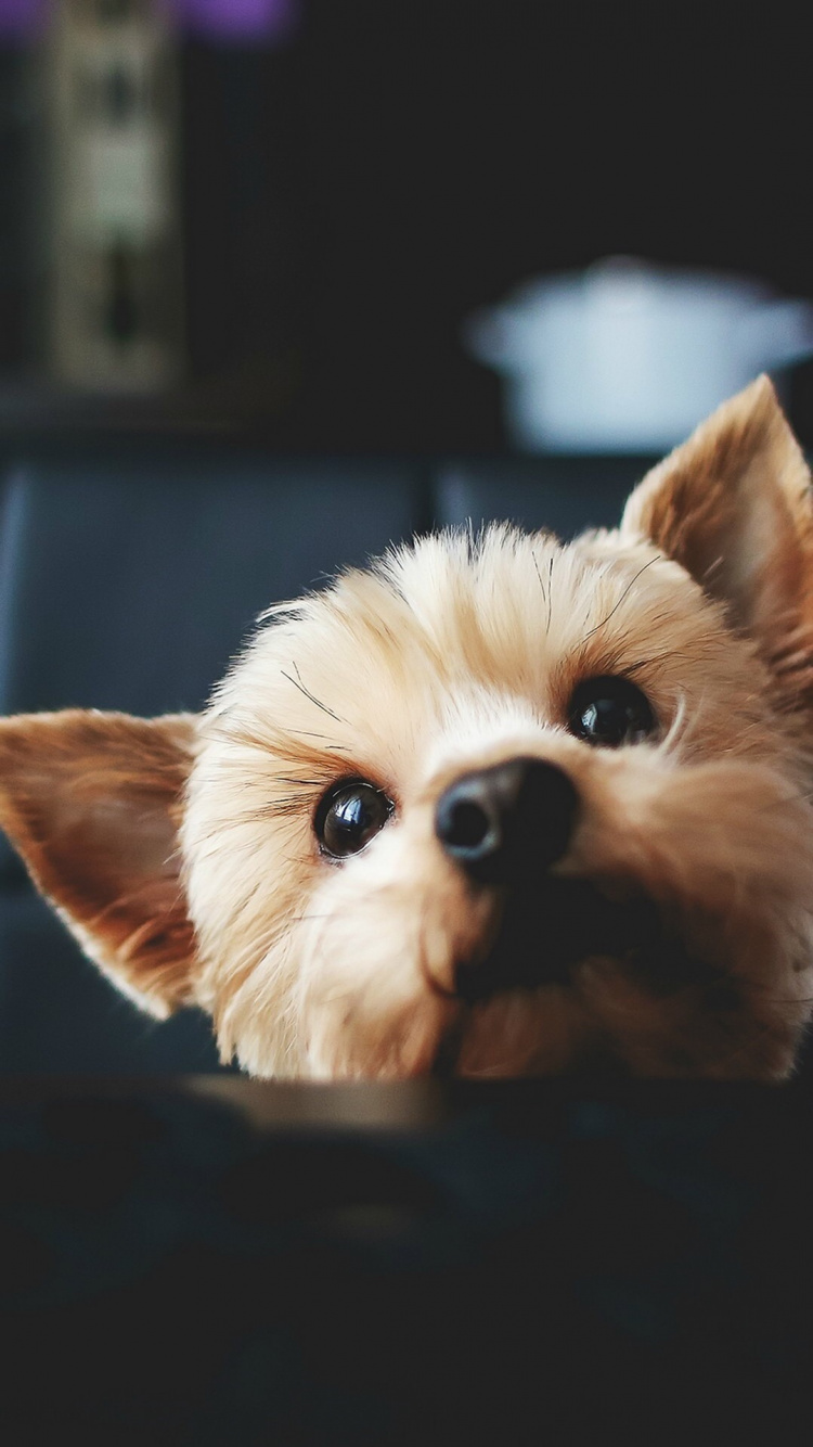 Dog Food Manufacturer Thailand, Great Dane, Pet Food, Cat, Cat Food. Wallpaper in 750x1334 Resolution