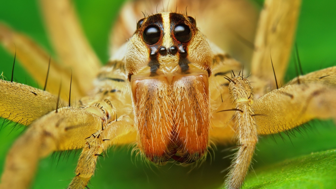 Brown Spider on Green Leaf. Wallpaper in 1366x768 Resolution