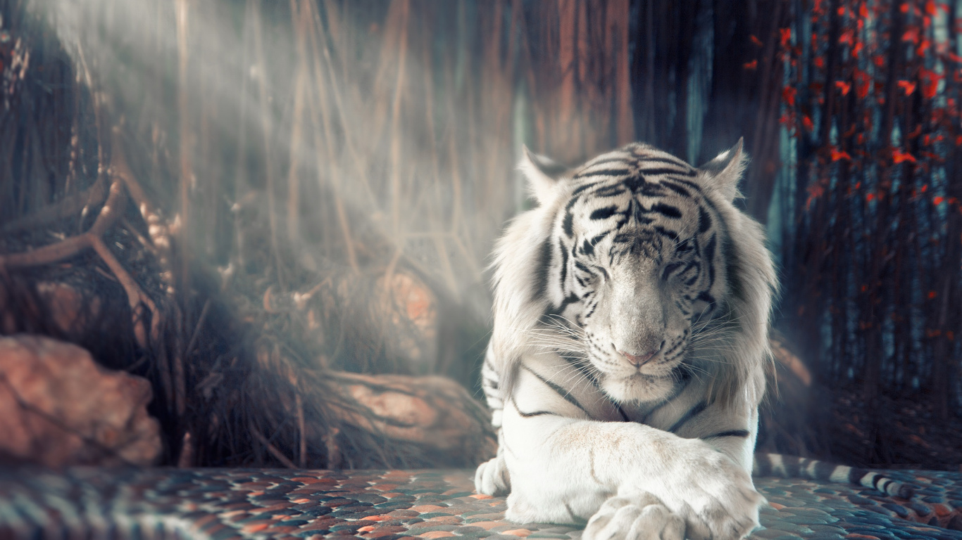 白虎, 孟加拉虎, 猫科, 老虎, 野生动物 壁纸 1366x768 允许