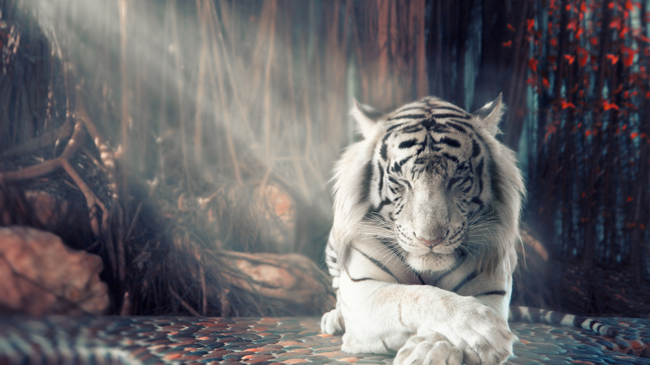 Tigre Blanco Tirado en el Suelo. Wallpaper in 1280x720 Resolution