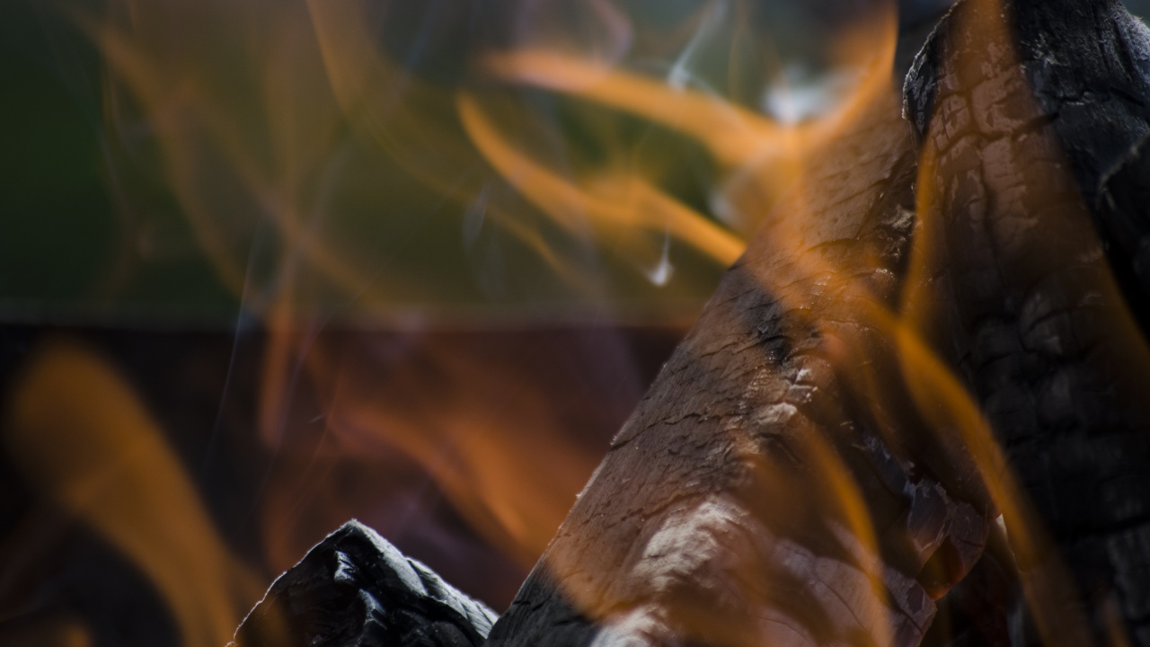 Brown and Black Wood Log. Wallpaper in 1280x720 Resolution