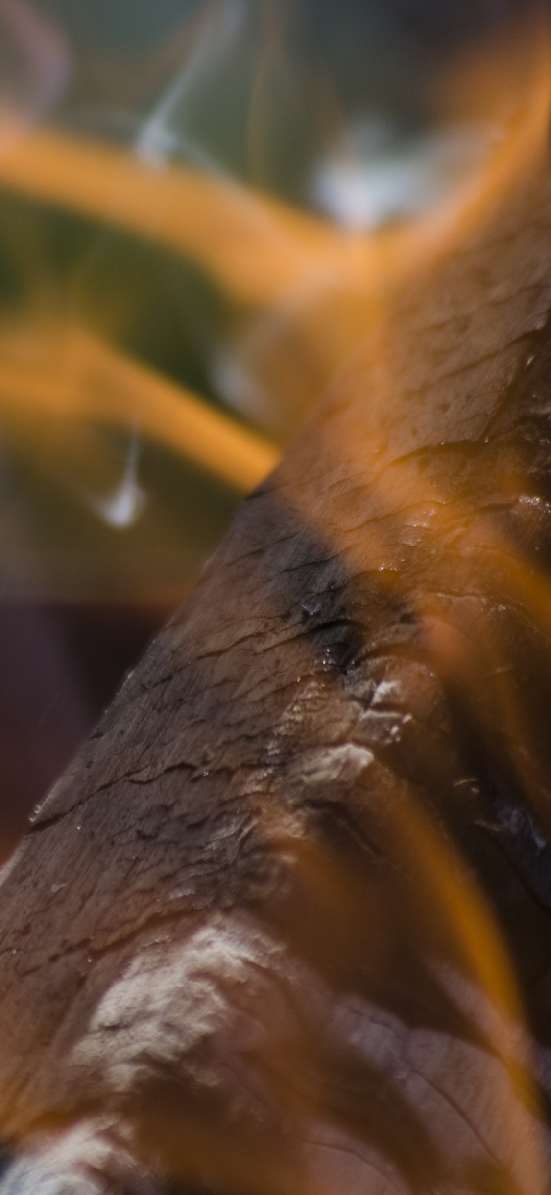 Tronco de Madera Marrón y Negro. Wallpaper in 1125x2436 Resolution