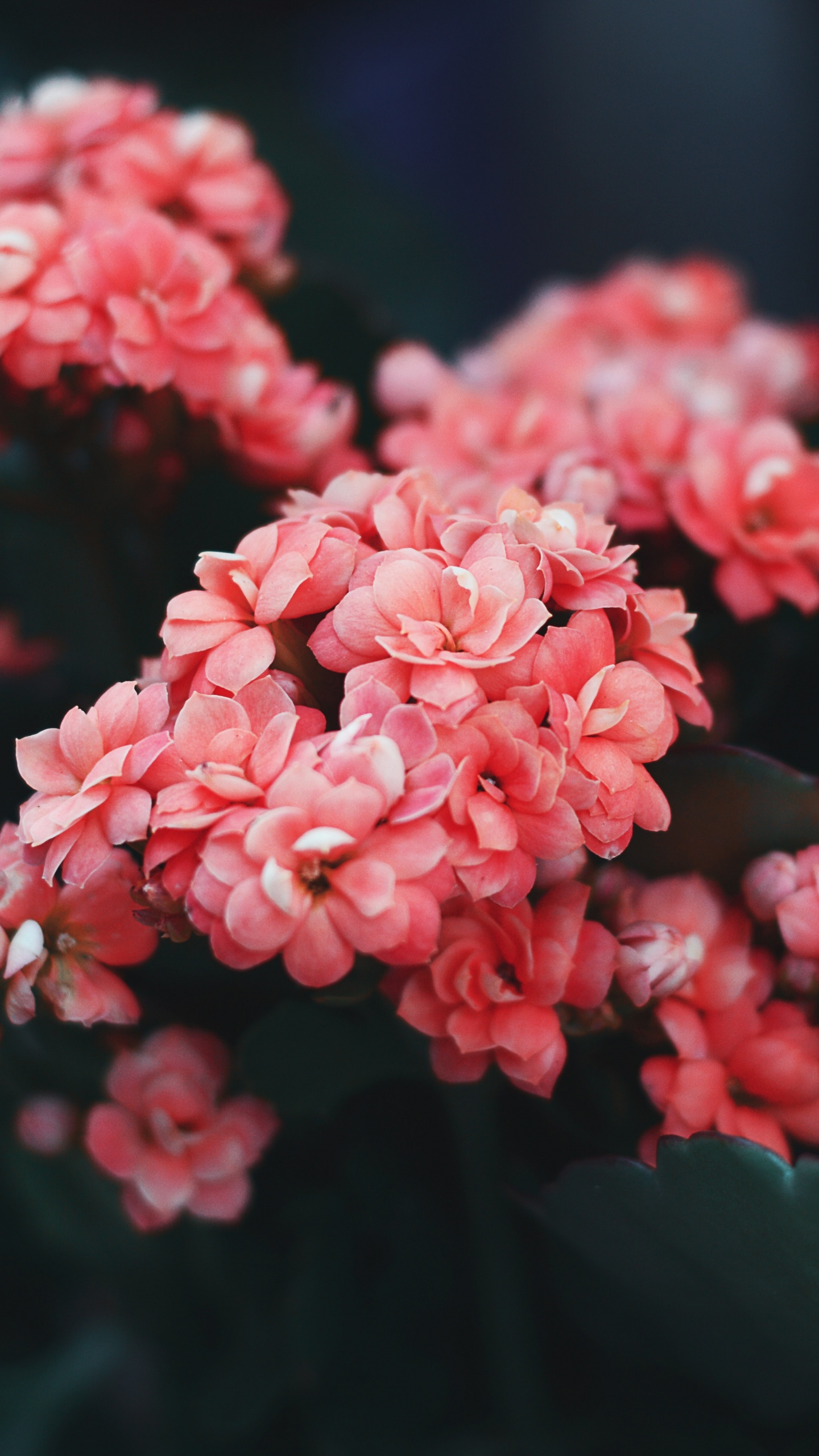 Pink Flowers in Tilt Shift Lens. Wallpaper in 1440x2560 Resolution