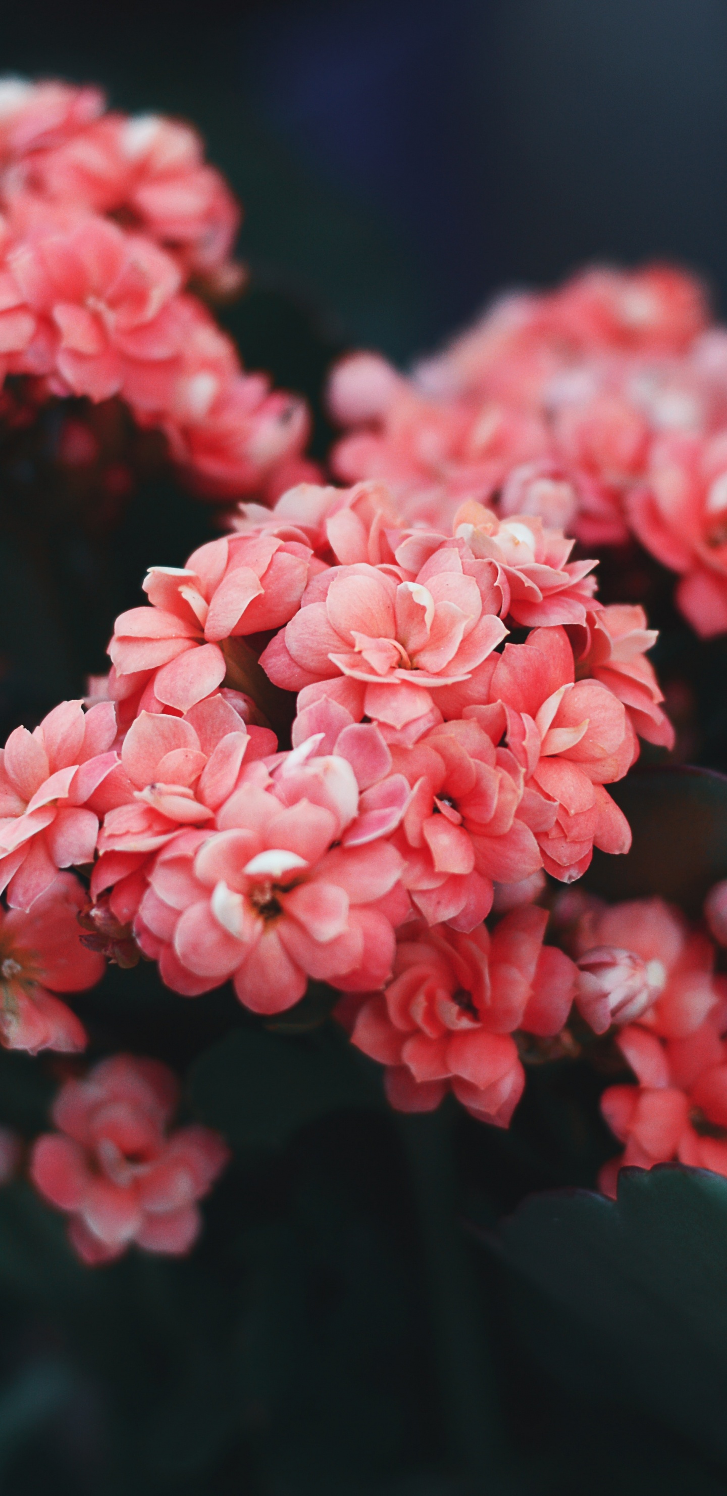 Pink Flowers in Tilt Shift Lens. Wallpaper in 1440x2960 Resolution