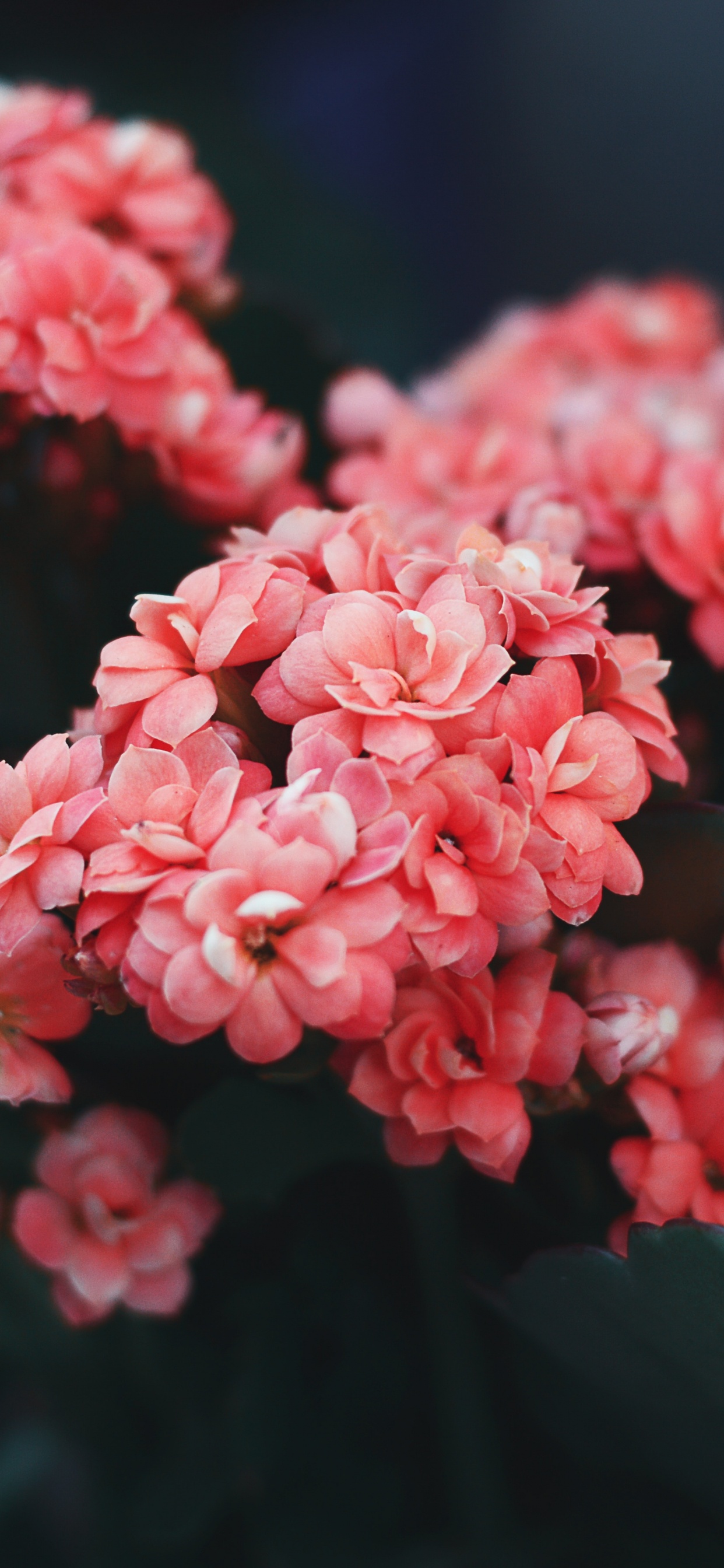 Fleurs Roses Dans L'objectif à Basculement. Wallpaper in 1242x2688 Resolution