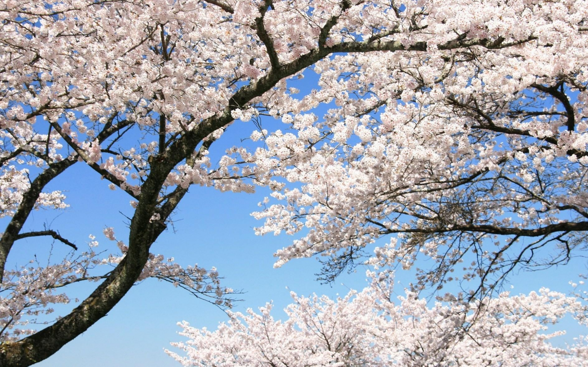 Fondos de Pantalla Árbol de Flor de Cerezo Blanco Bajo un Cielo Azul  Durante el Día, Imágenes y Fotos Gratis
