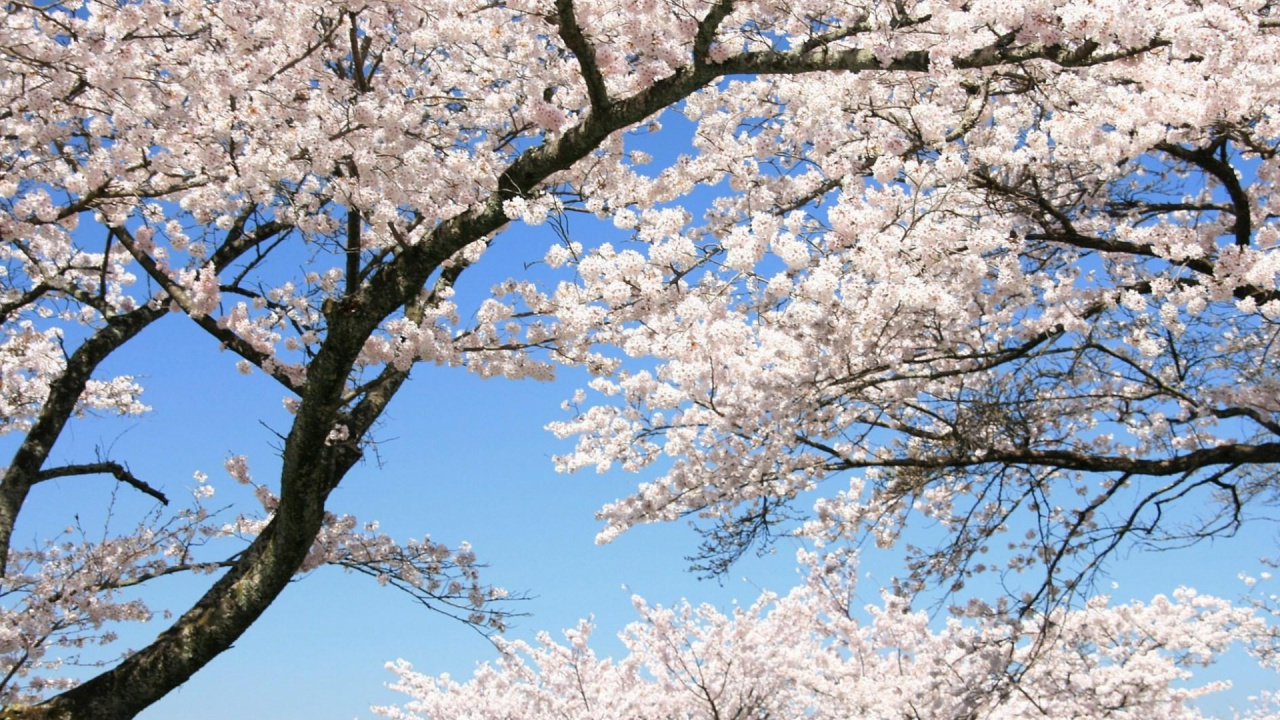 White Cherry Blossom Tree Under Blue Sky During Daytime. Wallpaper in 1280x720 Resolution