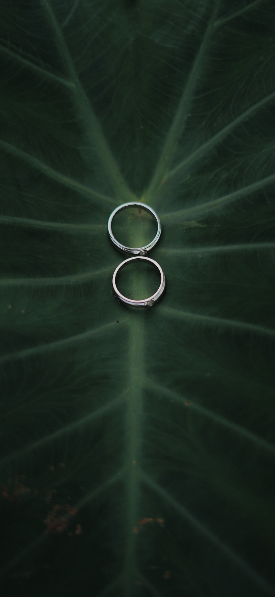 Ambiente, Verde, Agua, Circulo, Gráficos. Wallpaper in 1125x2436 Resolution