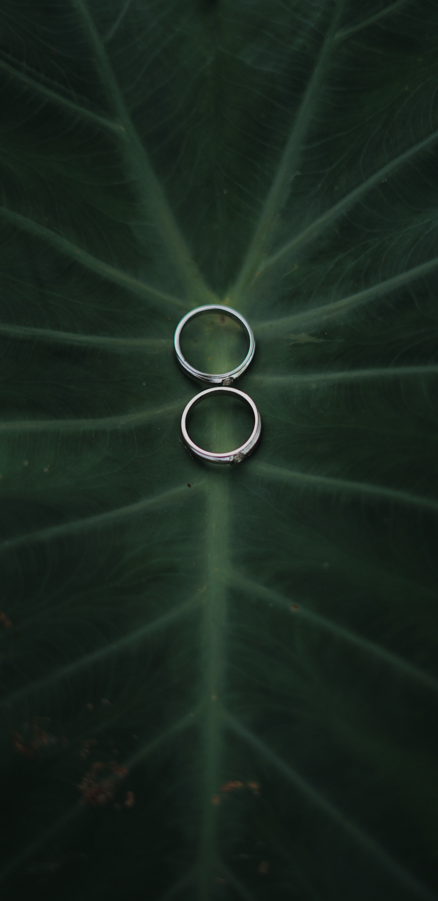 Atmosphère, Green, Eau, Cercle, Technologie. Wallpaper in 1440x2960 Resolution