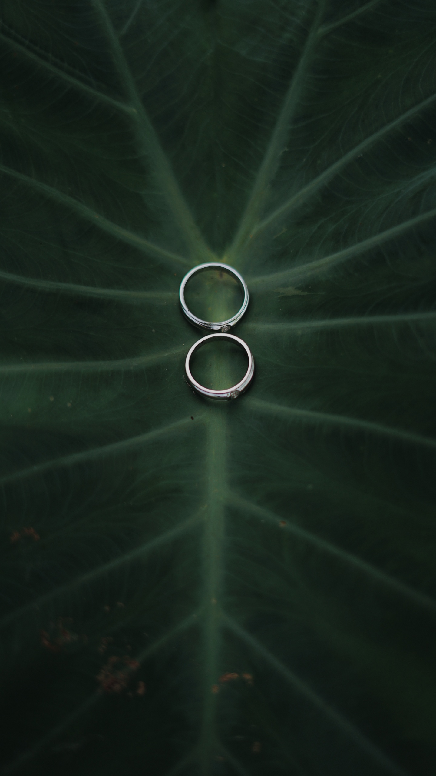 气氛, 绿色的, 圆圈, 体的珠宝, 耳环 壁纸 1440x2560 允许