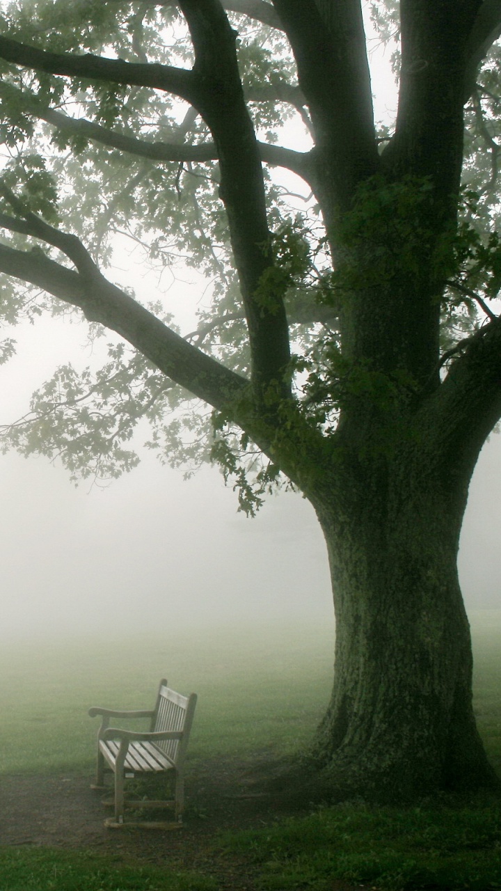 Banc en Bois Blanc Sur Terrain D'herbe Verte. Wallpaper in 720x1280 Resolution