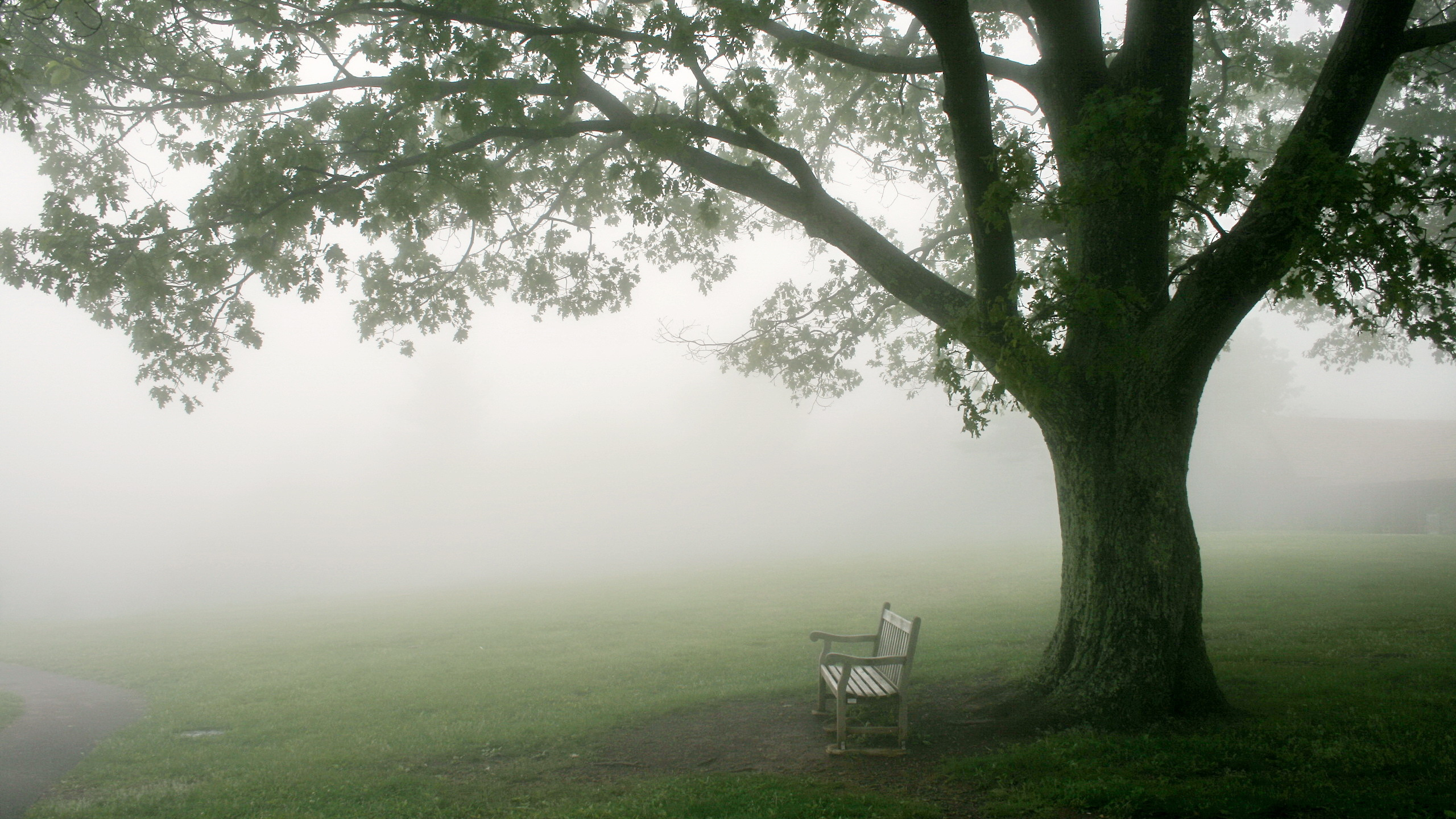 White Wooden Bench on Green Grass Field. Wallpaper in 2560x1440 Resolution