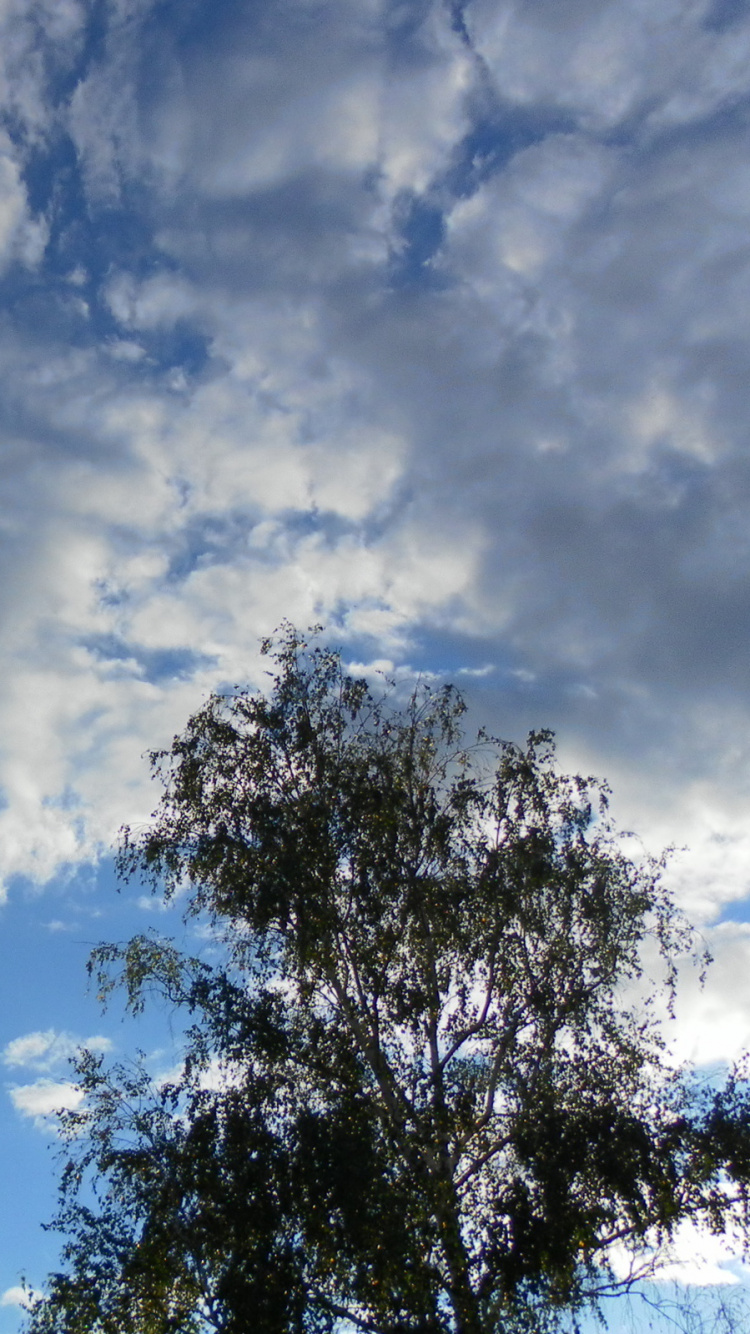Árboles Verdes Bajo un Cielo Azul y Nubes Blancas Durante el Día. Wallpaper in 750x1334 Resolution