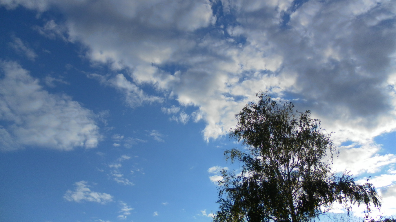 Grüne Bäume Unter Blauem Himmel Und Weiße Wolken Tagsüber. Wallpaper in 1366x768 Resolution