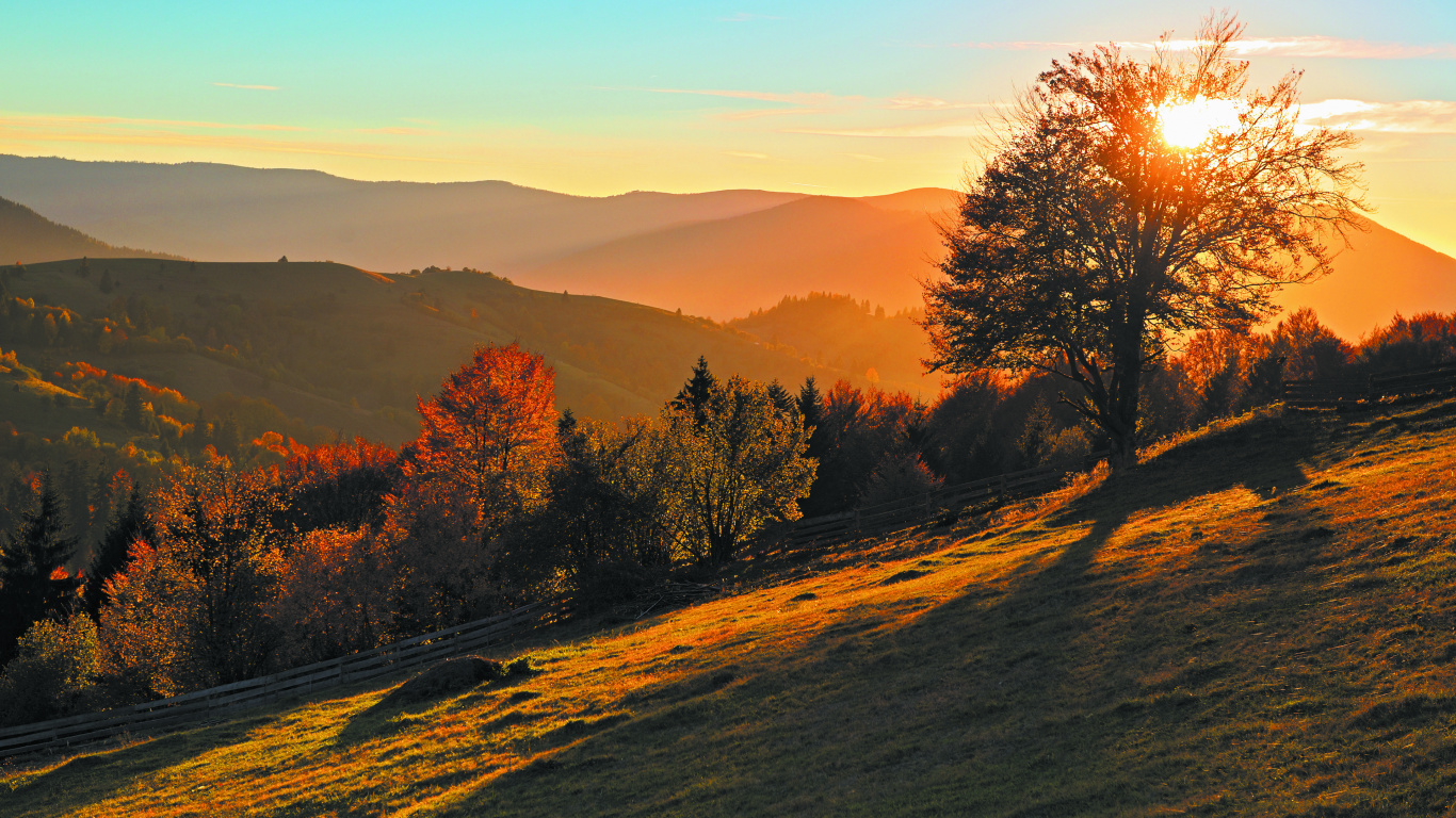 Arbres Bruns Sur Champ Brun Pendant la Journée. Wallpaper in 1366x768 Resolution