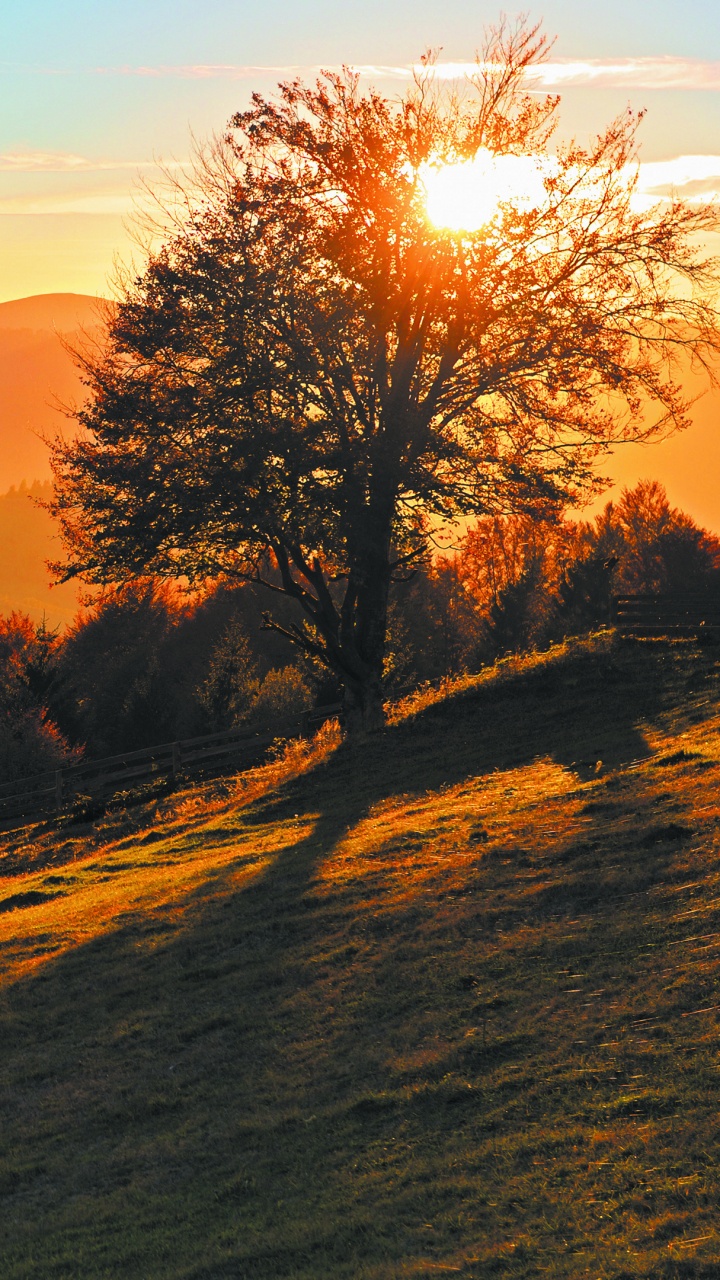 Arbres Bruns Sur Champ Brun Pendant la Journée. Wallpaper in 720x1280 Resolution