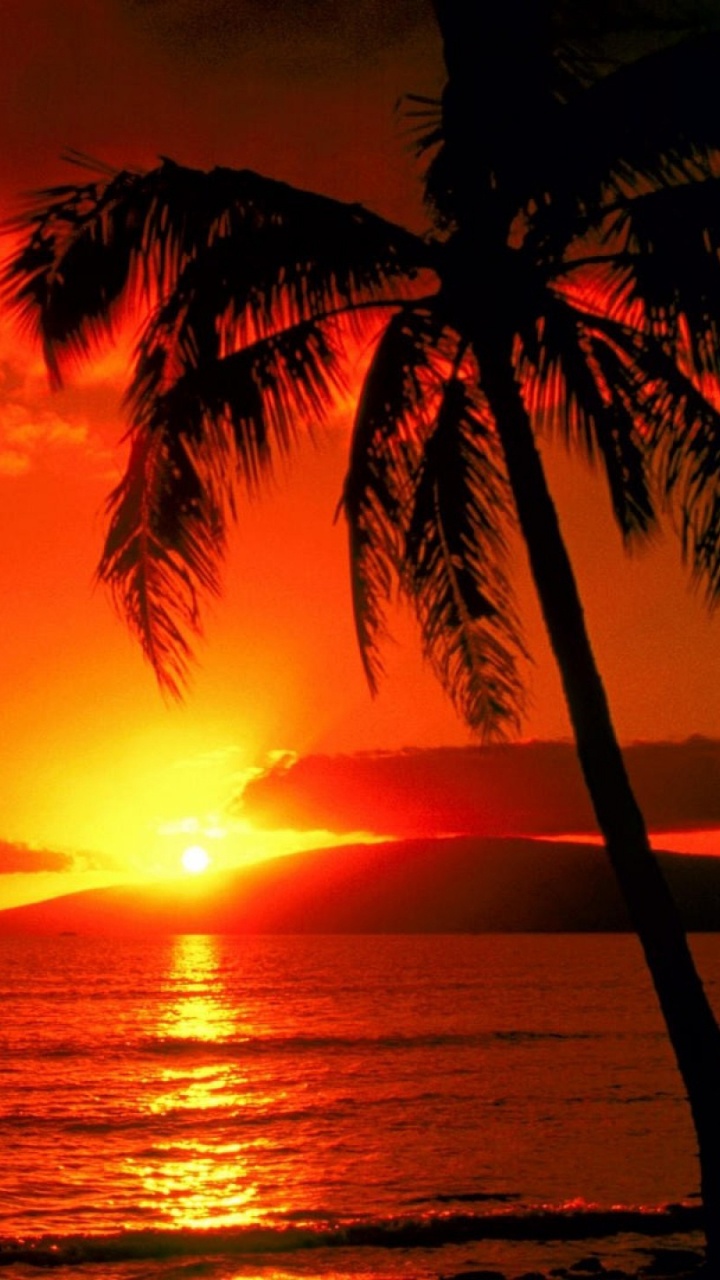 Silhouette of Palm Tree During Sunset. Wallpaper in 720x1280 Resolution