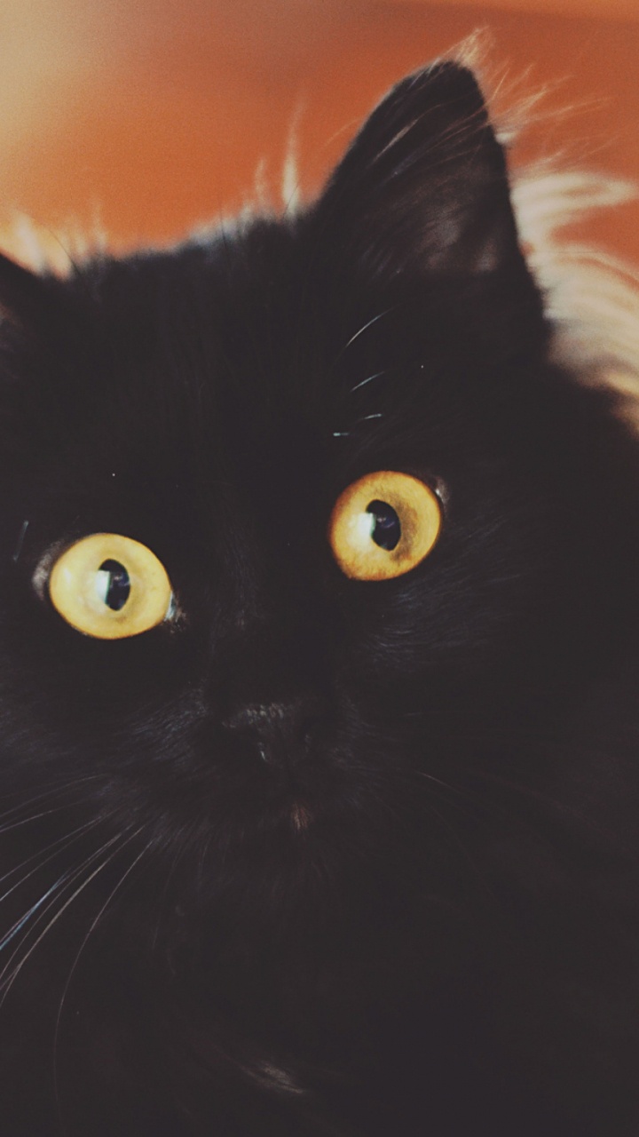 小猫, 黑色的猫, 黑色的, 老虎, 动植物 壁纸 720x1280 允许