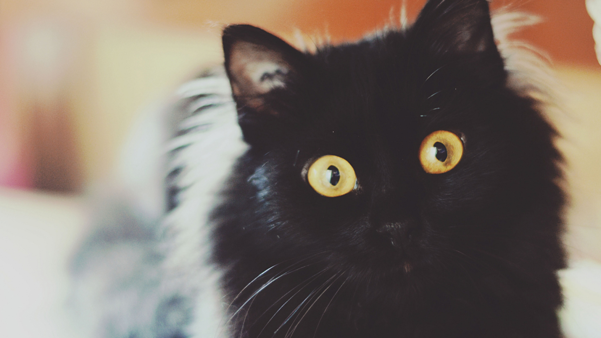 Chat Noir et Blanc Sur Une Table en Bois Marron. Wallpaper in 1920x1080 Resolution