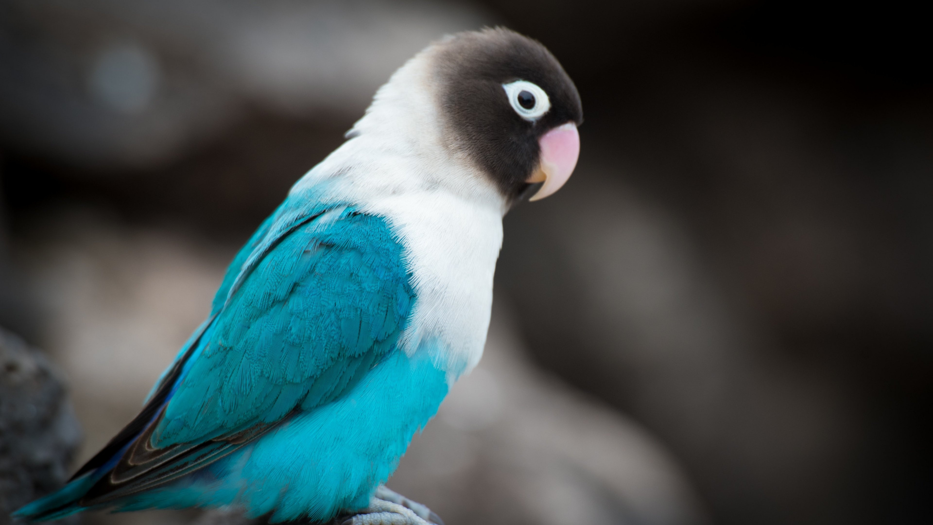 Blue White and Black Bird on Brown Tree Branch. Wallpaper in 1920x1080 Resolution