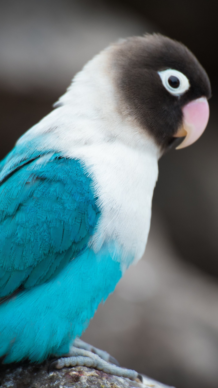 Blue White and Black Bird on Brown Tree Branch. Wallpaper in 750x1334 Resolution