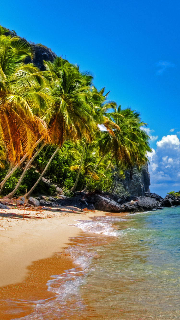 Green Palm Tree on Brown Sand Beach During Daytime. Wallpaper in 750x1334 Resolution