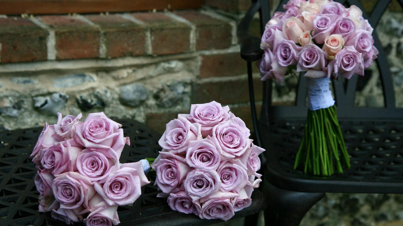 Pink Roses in Black Vase. Wallpaper in 1366x768 Resolution